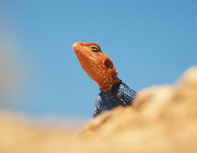 Photo by Erongo Wilderness