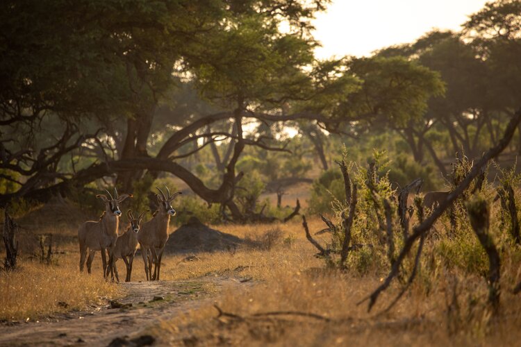 Somaliso Camp a Somaliso Acacia
