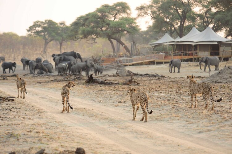 Somaliso Camp a Somaliso Acacia