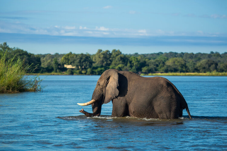 Tembo Plains