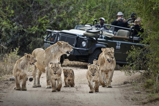 Londolozi