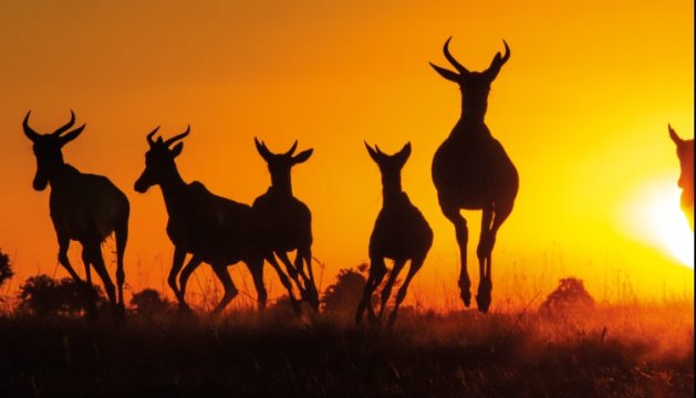 Botswana - Velkolepé dobrodružství na safari