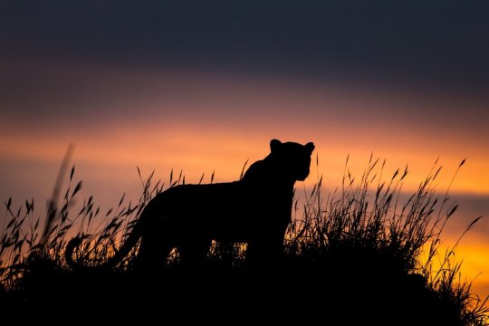 Od safari v Jižní Africe k plážím Mozambiku