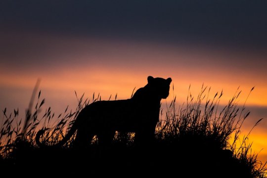 Pravé africké dobrodružství