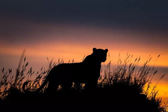 Od safari v Jižní Africe k plážím Mozambiku